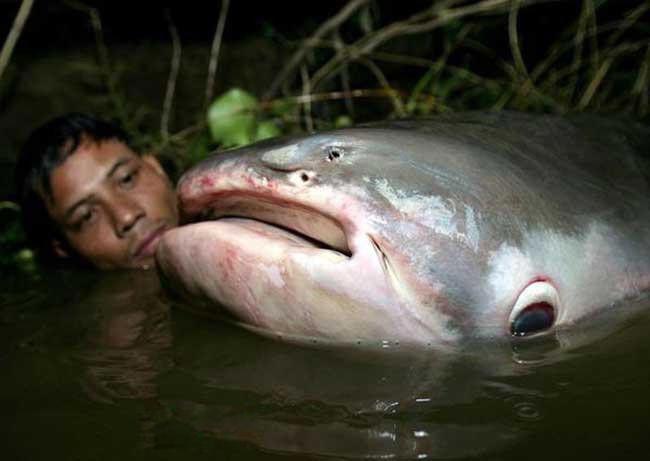 湄公河巨鲶吃人吗 看看湄公河巨型鲶鱼图片有多大