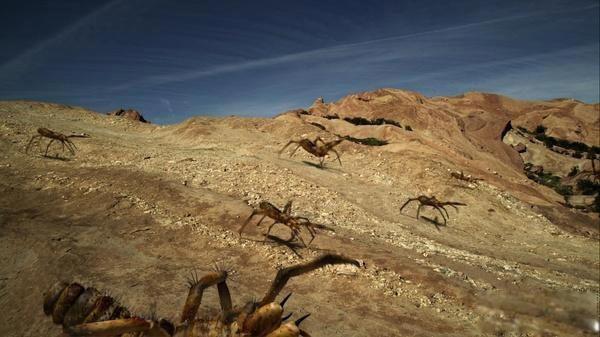 巨型骆驼蜘蛛的图片有毒吗 长得很吓人有多大