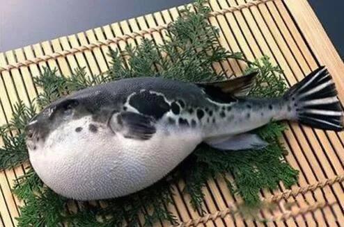 河豚鱼中含的河豚毒素是什么 怎么处理河豚鱼才没毒
