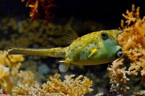 河豚鱼中含的河豚毒素是什么 怎么处理河豚鱼才没毒