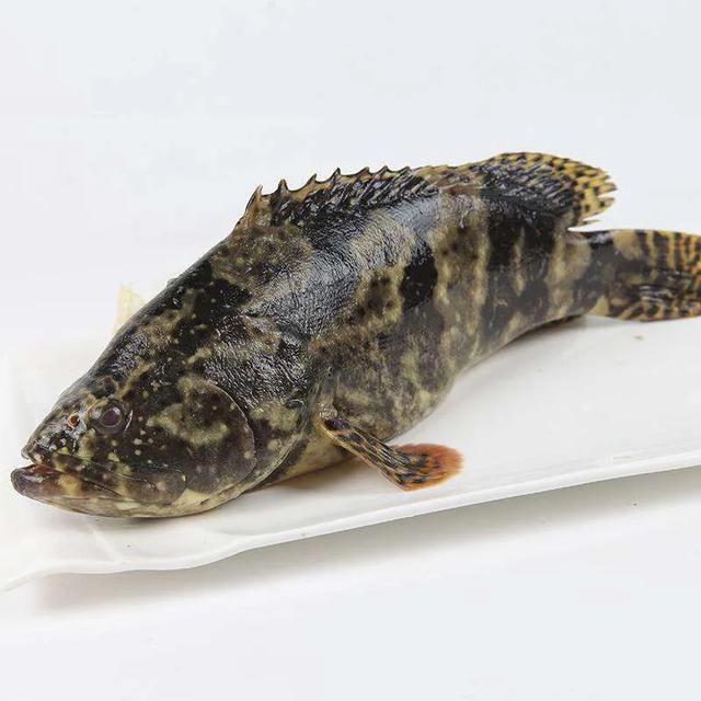 河豚鱼中含的河豚毒素是什么 怎么处理河豚鱼才没毒