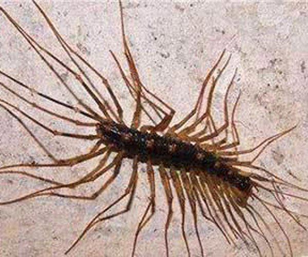 草鞋底子的虫子学名叫什么 会钻进耳朵里太恐怖了