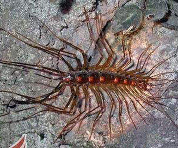 草鞋底子的虫子学名叫什么 会钻进耳朵里太恐怖了