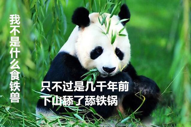 大熊猫走路的姿势是什么样子的 是内八字还是猫步