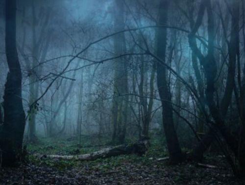 世界上最恐怖的森林排名前十 日本的青木原树海排第一