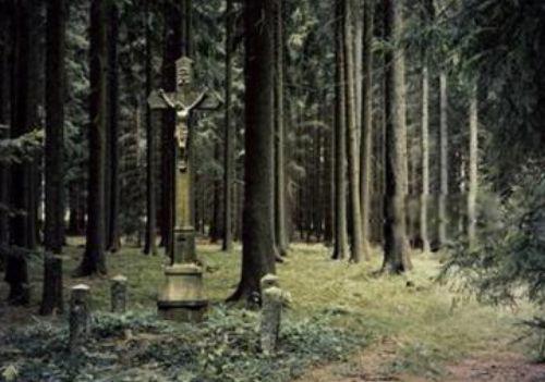 世界上最恐怖的森林排名前十 日本的青木原树海排第一