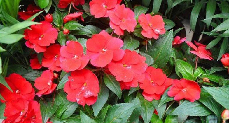 蛇最怕什么植物和花草 最好的驱蛇方法蛇不敢靠近