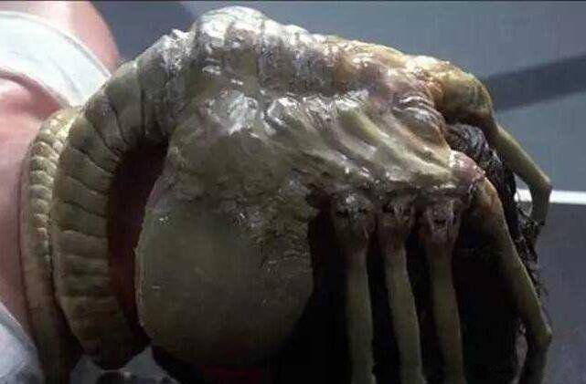 异形抱脸虫是什么东西 抱脸虫是什么电影里的真的存在吗