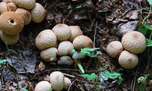 马勃菌的功效与营养 能吃吗？怎么做才好吃