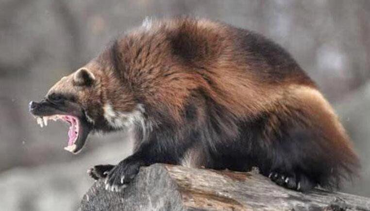 狈是什么动物的杂交 狈到底是什么真实存在的吗