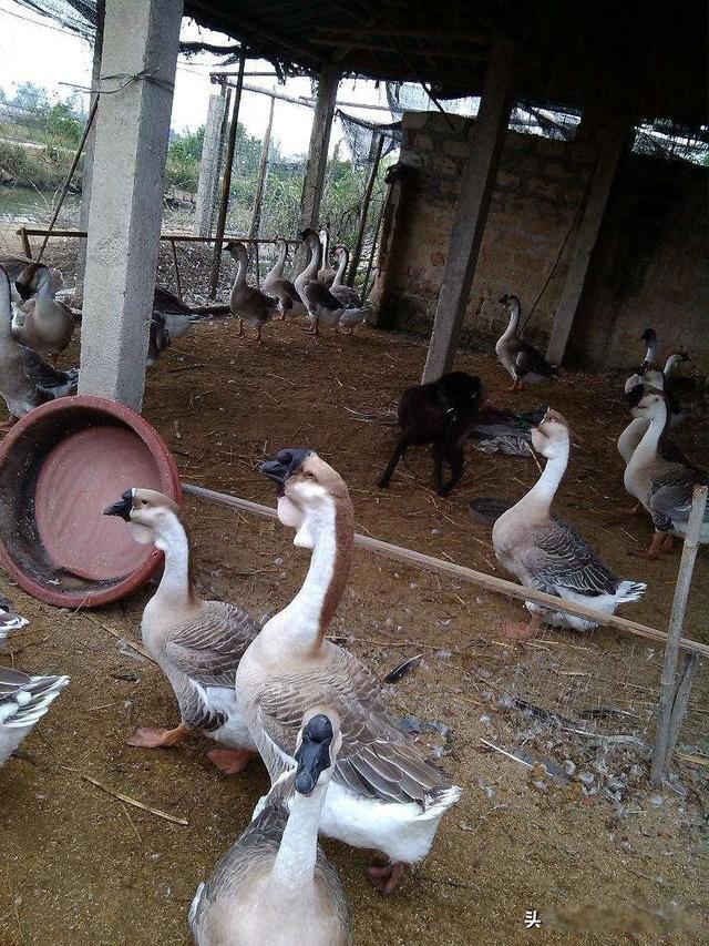 蛇最怕什么东西如何驱蛇 6种方法把他们赶走