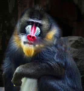 世界上最大的猴子山魈 最凶猛的彩面山魈简介图片