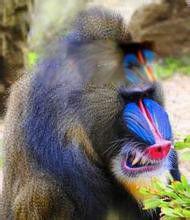 世界上最大的猴子山魈 最凶猛的彩面山魈简介图片