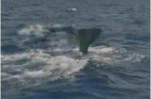 湖光岩水怪到底是什么 见人就跑跟鱼一样