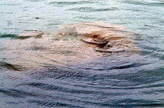 湖光岩水怪到底是什么 见人就跑跟鱼一样