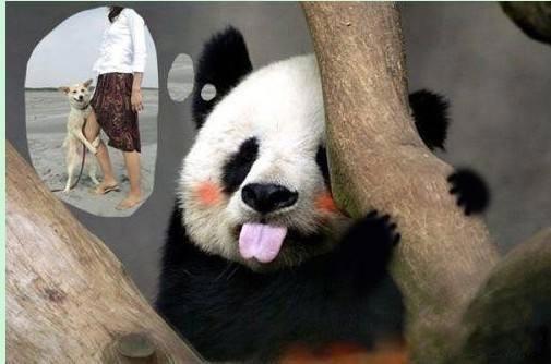 大熊猫是熊科还是猫科 大熊猫是哺乳类动物吗