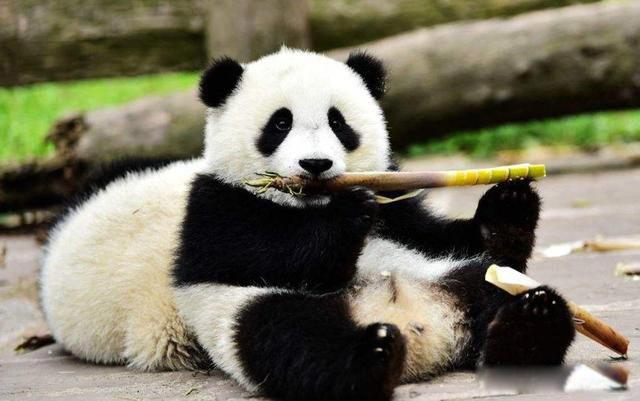 大熊猫是熊科还是猫科 大熊猫是哺乳类动物吗