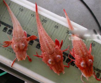 装甲鲂图片介绍 外形这么独特能不能吃