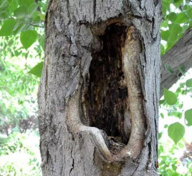 树洞是什么意思 树洞故事来源于什么童话