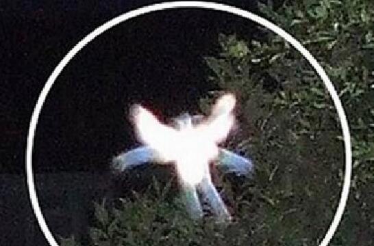 七大外星人图片真实照片 神秘尸体是什么样子的