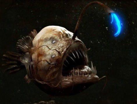 琵琶鱼真实图片是什么鱼 雄性会寄生在雌性身上一辈子繁殖