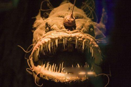 琵琶鱼真实图片是什么鱼 雄性会寄生在雌性身上一辈子繁殖