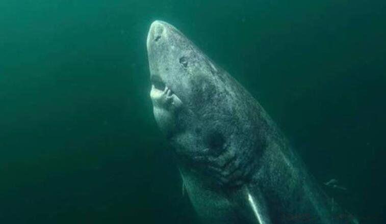 什么鲨鱼最凶猛吓人 十大恐怖鲨鱼图片吓人