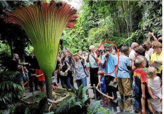 尸香魔芋真的存在吗 世界上最臭的花是什么样子的