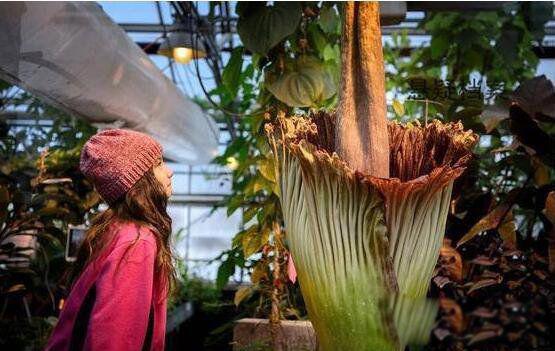 尸香魔芋真的存在吗 世界上最臭的花是什么样子的