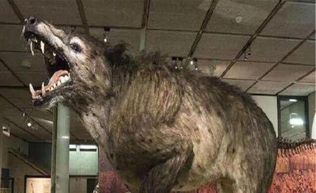 驴头狼的图片是什么动物 现身神农架真的存在吗