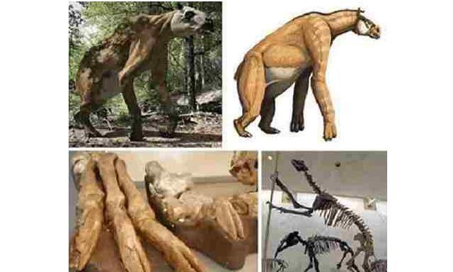 驴头狼的图片是什么动物 现身神农架真的存在吗