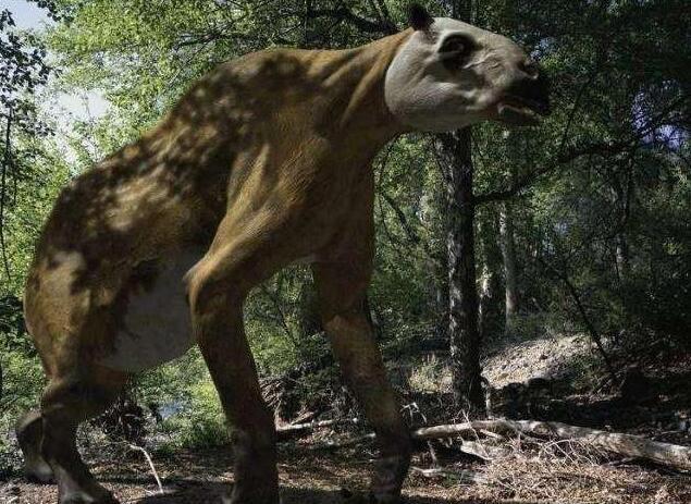 驴头狼的图片是什么动物 现身神农架真的存在吗