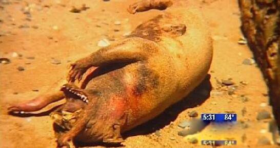 曼哈顿怪兽图片介绍 事件怎么回事真的存在吗