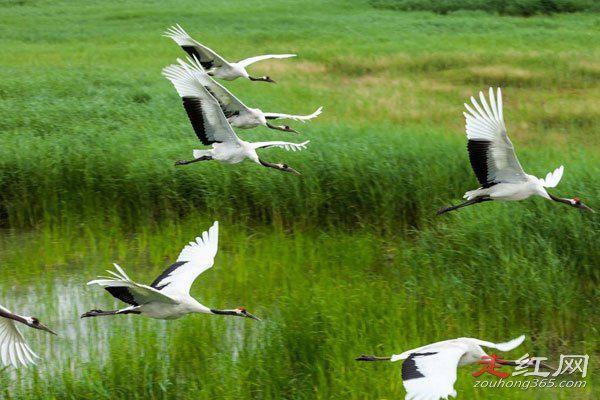 寿命最长的鸟类是什么鸟 神话故事里面的凤凰
