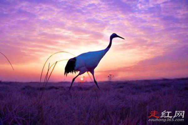 寿命最长的鸟类是什么鸟 神话故事里面的凤凰