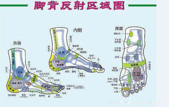 脚的各个部位详细图 各个位置名称图片叫什么