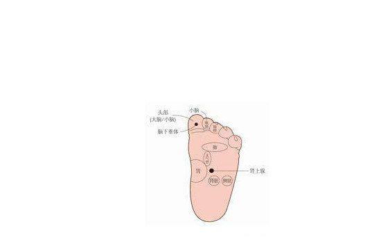 脚的各个部位详细图 各个位置名称图片叫什么