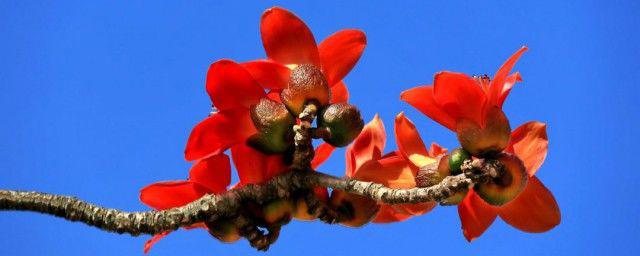 广州市花是什么花象征什么 广州市民喜爱木棉花