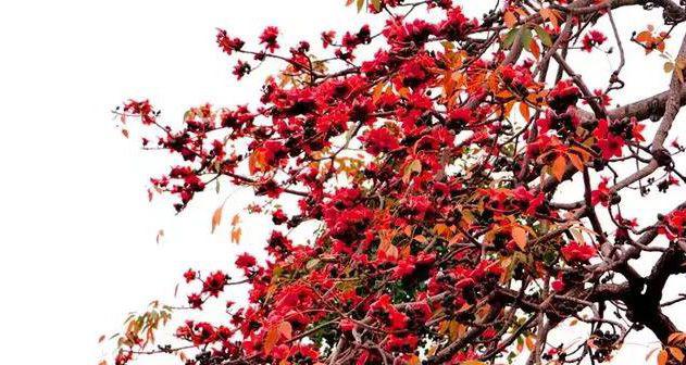 广州市花是什么花象征什么 广州市民喜爱木棉花