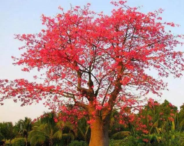 广州市花是什么花象征什么 广州市民喜爱木棉花