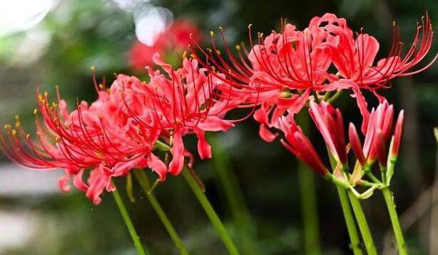 彼岸花的寓意和花语 红色彼岸花花语象征与寓意