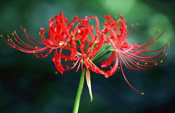 彼岸花的寓意和花语 红色彼岸花花语象征与寓意