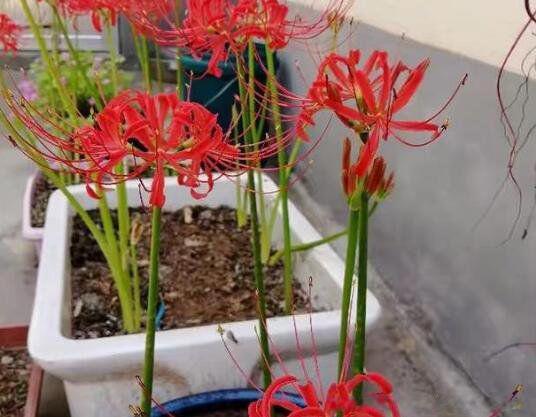 彼岸花的寓意和花语 红色彼岸花花语象征与寓意