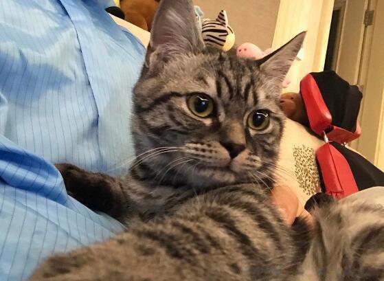 虎斑猫多少钱一只 虎斑猫性格特点怎么样
