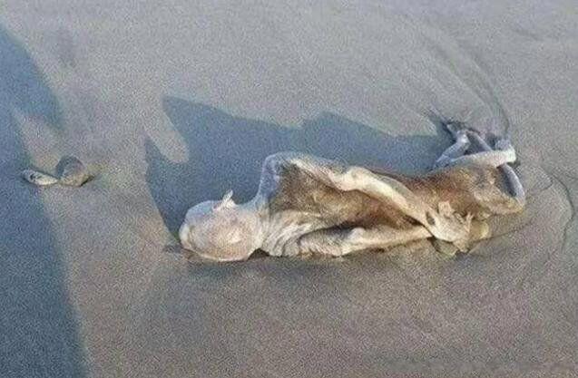 七个外星人真正照片 外星人是什么样子的照片