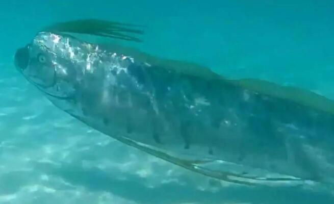 世界上最大的带鱼：皇带鱼 长什么样最长有多长