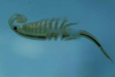 被称仙女虾的枝额虫图片 枝额虫有毒吗能吃吗