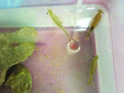 被称仙女虾的枝额虫图片 枝额虫有毒吗能吃吗