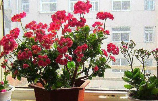 长寿花为什么致癌 原因是什么是真还是假