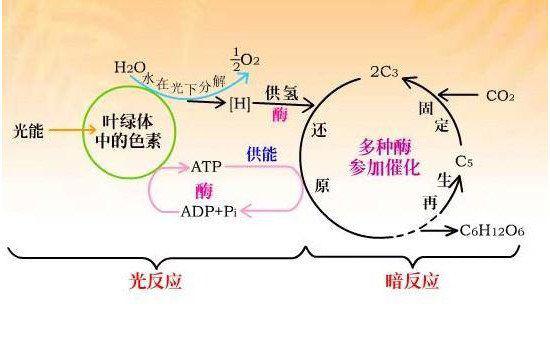 长寿花为什么致癌 原因是什么是真还是假